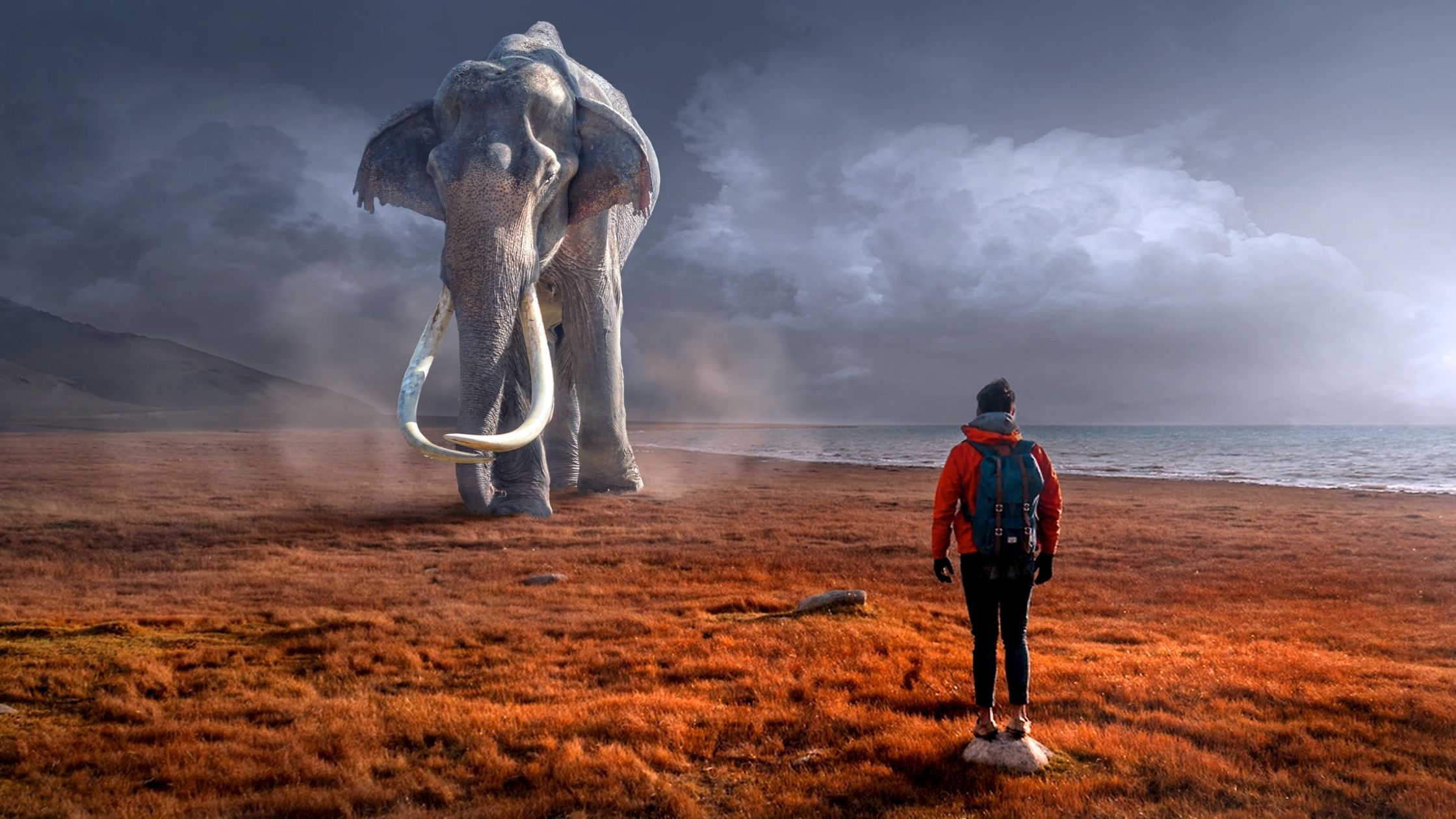 A backpacker approaching a large elephant